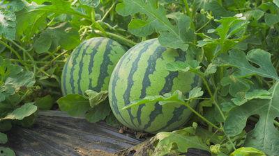 吃土瓜的视频,一场味蕾与自然的邂逅之旅