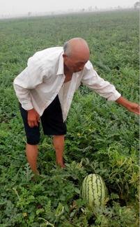 河北任县吃瓜事件,一场网络热议背后的真相与反思