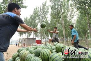 河北任县吃瓜事件,一场网络热议背后的真相与反思