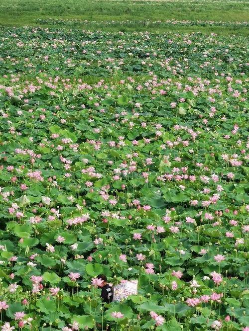 晴天吃瓜基地,探寻吃瓜基地的甜蜜奥秘