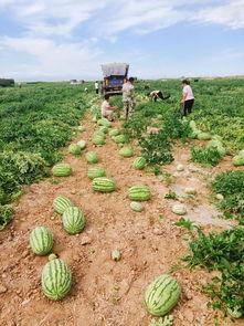 晴天吃瓜基地,探寻吃瓜基地的甜蜜奥秘