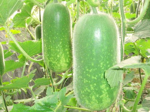 刘大瓜吃火麻,舌尖上的极限挑战