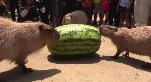 没感情的吃瓜视频,揭秘吃瓜视频背后的冷眼观察