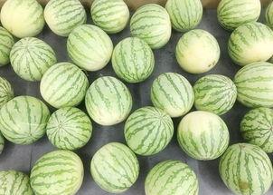 川西吃瓜,探寻巴蜀美食的独特魅力