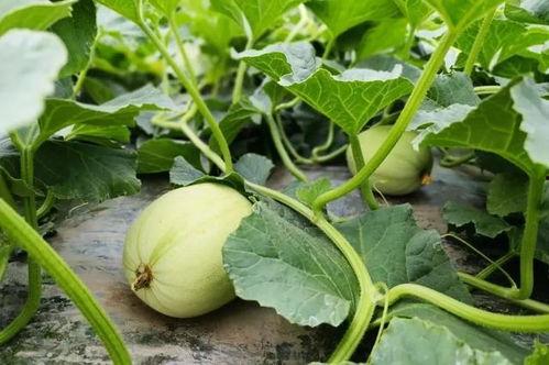 女子被瓜碍着吃瓜,意外发现吃瓜新乐趣