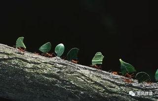 带你吃瓜蚂蚁,蚂蚁世界的“吃瓜”奇观