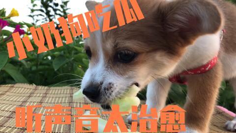 主人喂狗吃瓜视频下载,主人喂狗吃瓜萌态瞬间，视频下载收藏必备