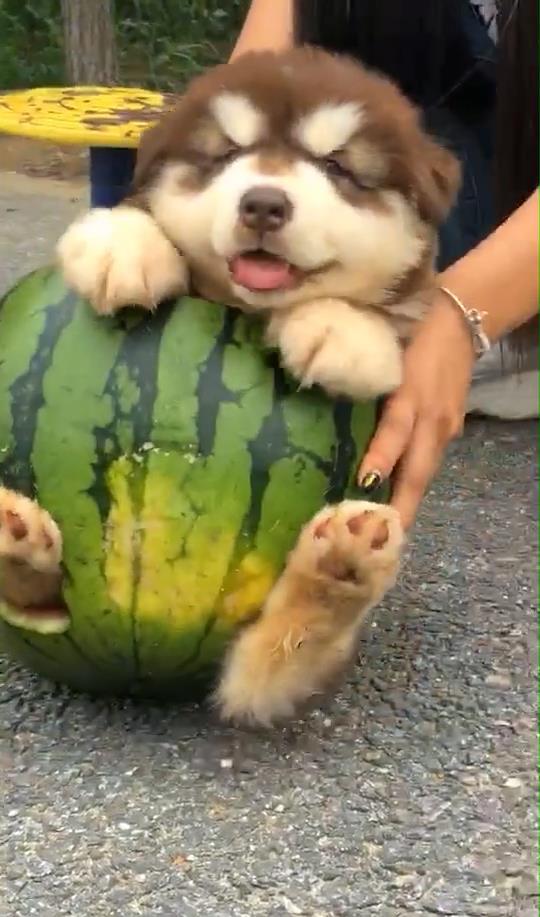 主人喂狗吃瓜视频下载,主人喂狗吃瓜萌态瞬间，视频下载收藏必备