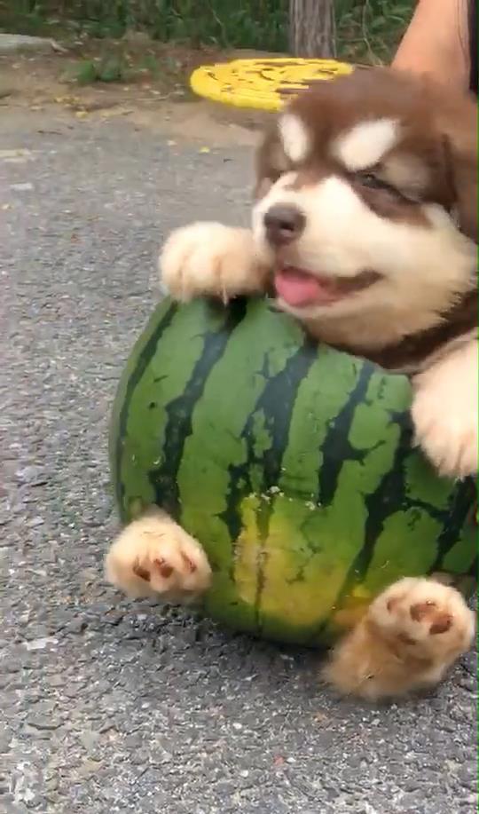 主人喂狗吃瓜视频下载,主人喂狗吃瓜萌态瞬间，视频下载收藏必备