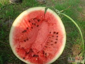 吃瓜基地云南,瓜果飘香，田园风光尽收眼底