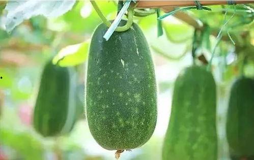 随机吃瓜文,揭秘娱乐圈的幕后真相