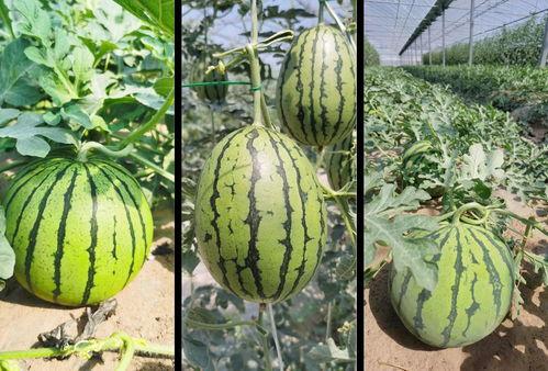 随机吃瓜文,揭秘娱乐圈的幕后真相