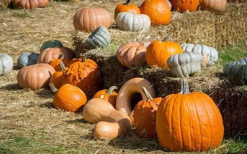 吃月华的瓜,探寻古老传说中的神秘果实