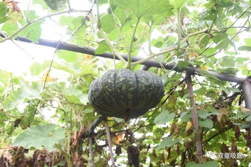 吃月华的瓜,探寻古老传说中的神秘果实