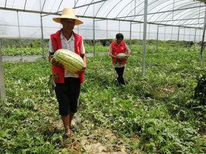 盐城大丰吃瓜,夏日炎炎，瓜果飘香，尽享田园美味之旅