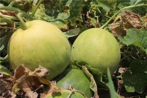 玉瓜咋吃,解锁健康美味新体验