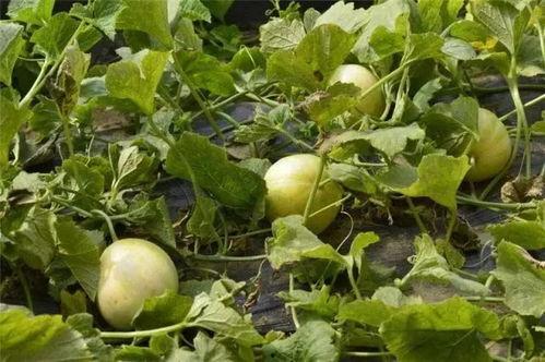 玉瓜咋吃,解锁健康美味新体验