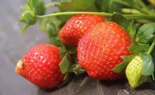 梦见田里摘瓜吃,田中摘瓜，品味丰收喜悦