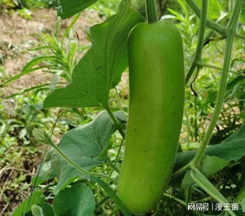 跟别人要瓜吃,邻里间的甜蜜互动