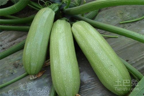 河北定州西坂吃瓜,一场别开生面的吃瓜盛宴