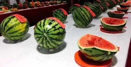 河北定州西坂吃瓜,一场别开生面的吃瓜盛宴