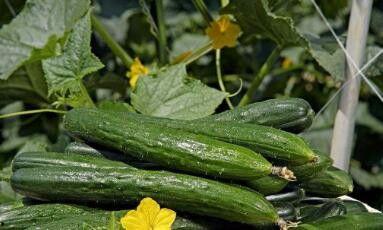 吃旱瓜的好处与功效,天然保健品，养生保健新选择