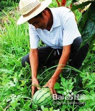 娄瓜怎么吃,解锁健康美味新体验