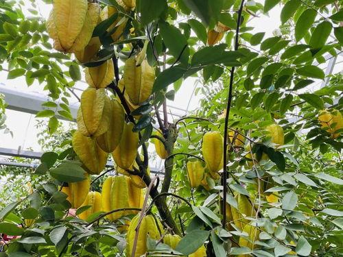 舟山吃瓜群,揭秘海鲜美食背后的故事