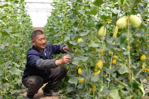 舟山吃瓜群,揭秘海鲜美食背后的故事