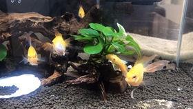 小胡子吃瓜,揭秘娱乐圈幕后故事