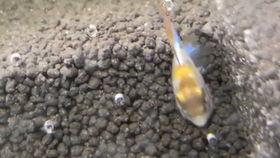 小胡子吃瓜,揭秘娱乐圈幕后故事