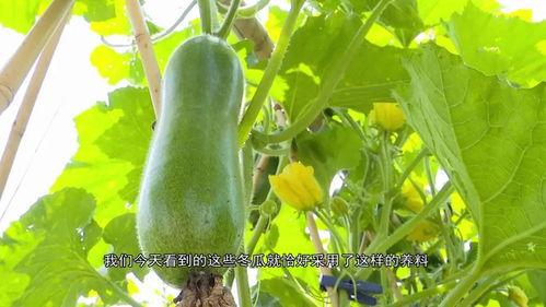 铭亮min吃瓜,揭秘娱乐圈幕后故事