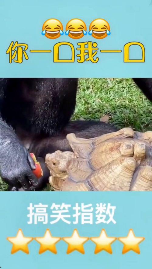 跟好朋友吃瓜,揭秘娱乐圈那些不为人知的瓜料