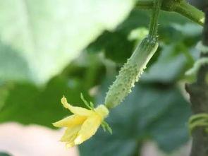 水花吃瓜,揭秘娱乐圈的甜蜜与苦涩