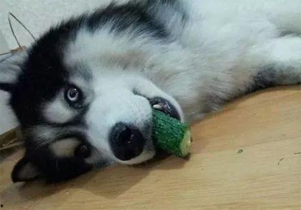 二狗吃瓜视频,揭秘娱乐圈幕后真相