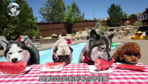 二狗吃瓜视频,揭秘娱乐圈幕后真相