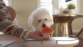 比熊吃瓜了,萌态十足引网友热议