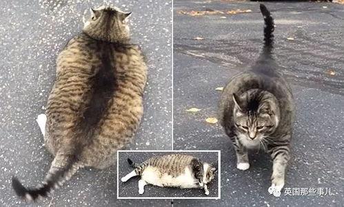 吃瓜大肥猫,揭秘娱乐圈的幕后故事