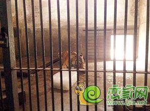 邯郸大型吃瓜,全民围观，笑料百出