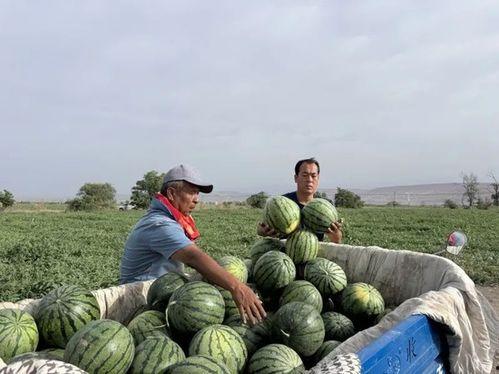 邯郸大型吃瓜,全民围观，笑料百出