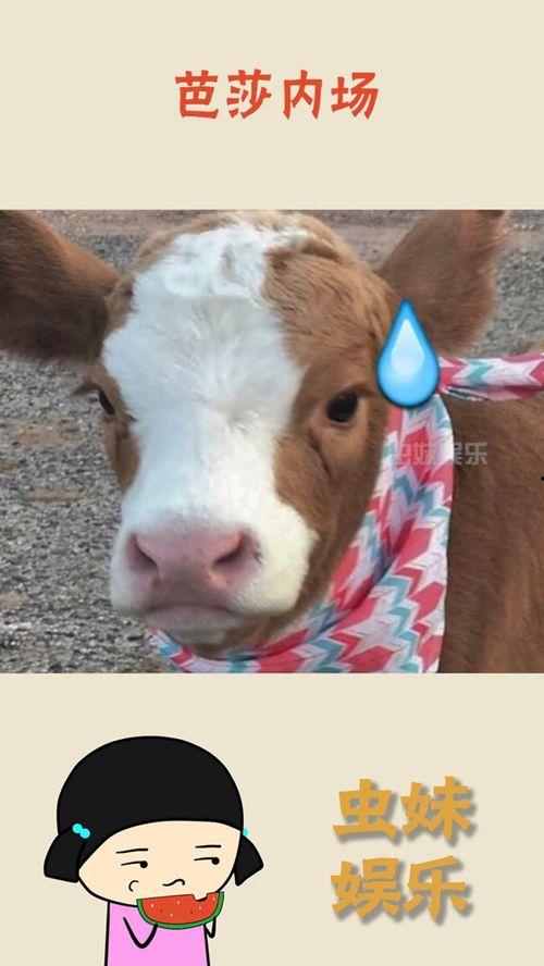 抖音优秀吃瓜群众,揭秘热门事件背后的真相