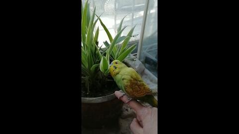 小瓜吃鸡日常,欢乐鸡战记