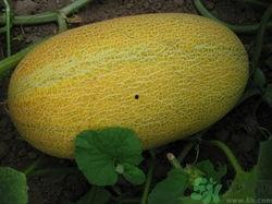 吃蜜瓜有酒味,揭秘吃蜜瓜为何有酒味之谜