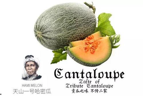 吃蜜瓜有酒味,揭秘吃蜜瓜为何有酒味之谜