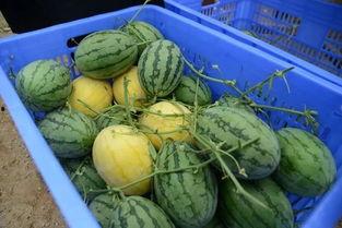 内黄吃瓜群qq,揭秘网络社交圈的趣味与争议