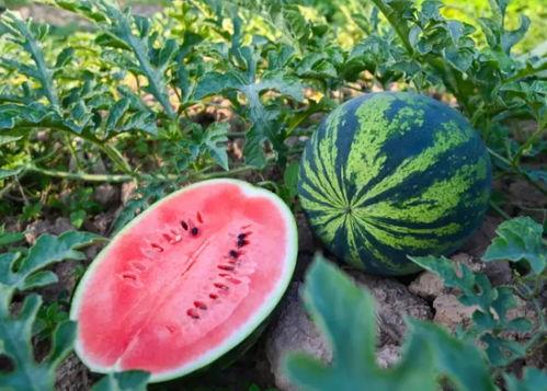 贤达吃瓜,揭秘娱乐圈背后的那些事儿