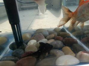 道具水底吃瓜,揭秘神秘水底吃瓜传奇