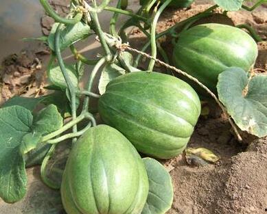 今日吃瓜人人吃瓜,全民共享吃瓜盛宴