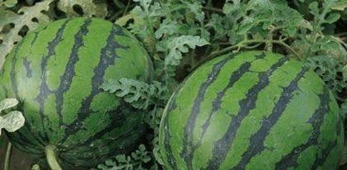 摘瓜比吃瓜更爽下一句,比吃瓜更令人愉悦的田园时光