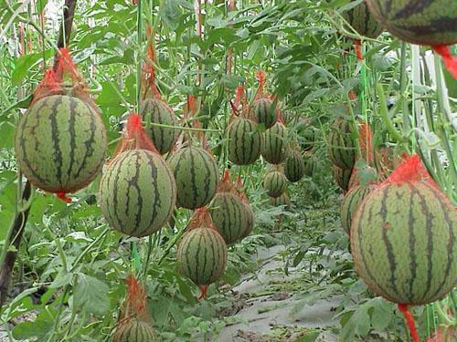 摘瓜比吃瓜更爽下一句,比吃瓜更令人愉悦的田园时光